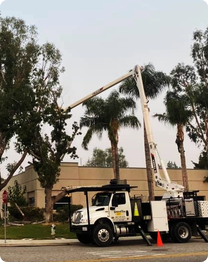 Precision Tree Removal Services in Delano, CA