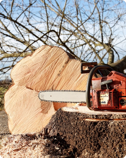 Strategic Tree Trimming and Pruning in Delano