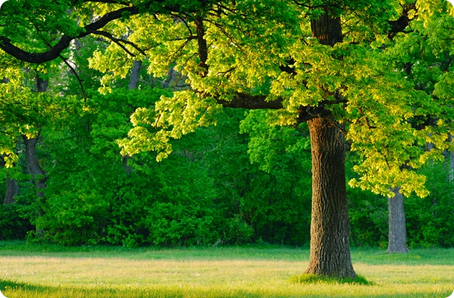 Tree & Plant Healthcare Services