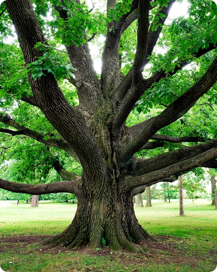 Tree & Plant Healthcare Services